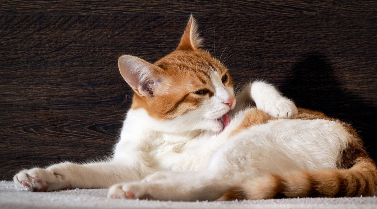 Katzen im Fellwechsel: Wie Du als Besitzer unterstĂĽtzen kannst - AniForte