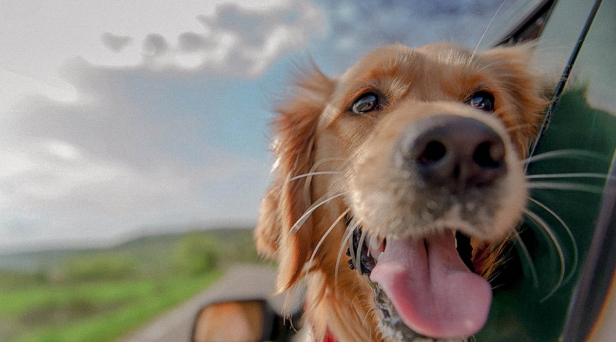 Wenn Hunde reisen – was Dein Vierbeiner für einen entspannten Urlaub braucht - AniForte