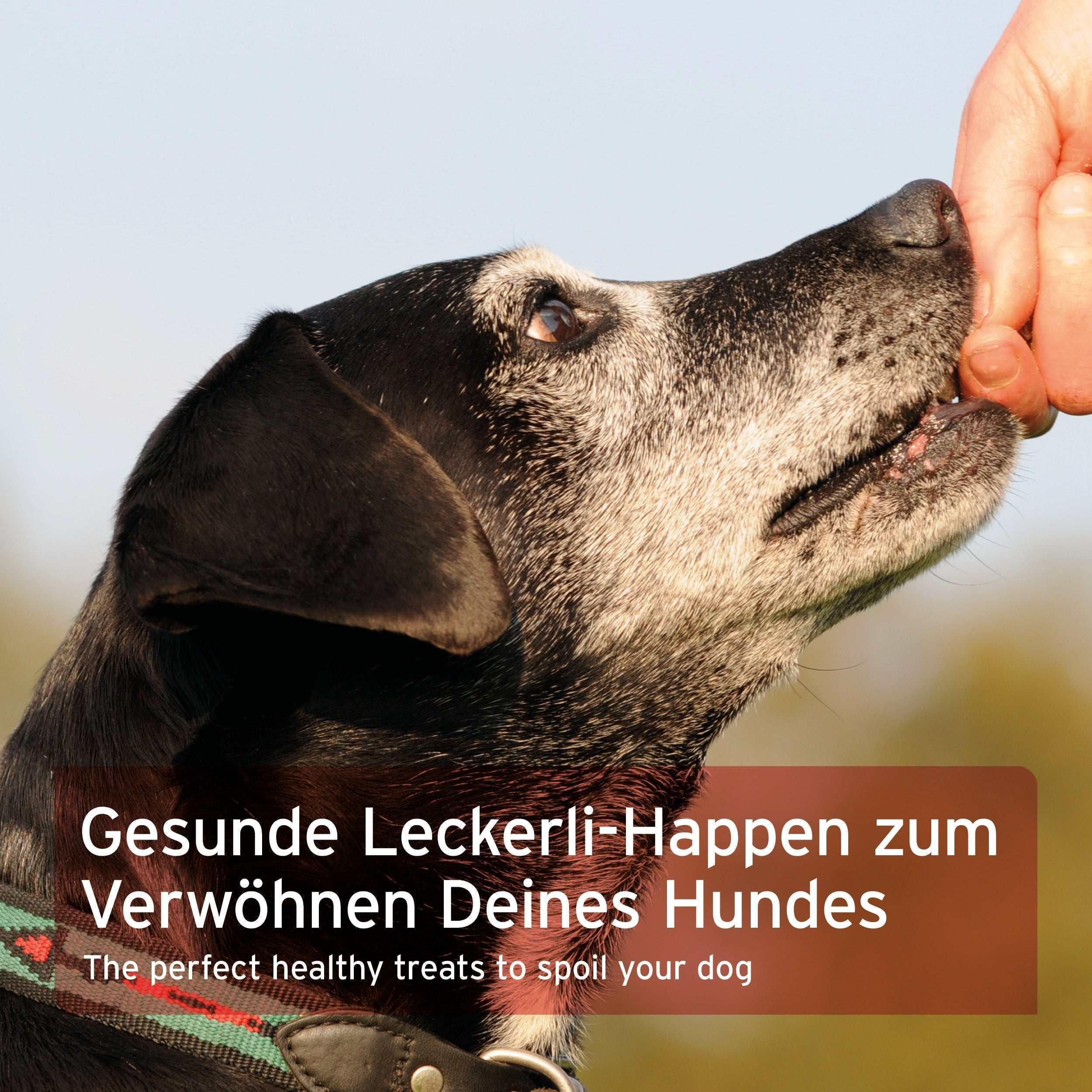 Hunde nascht leckeres Hundeleckerli aus reinem Rindfleisch, ideal für Belohnung und Training.