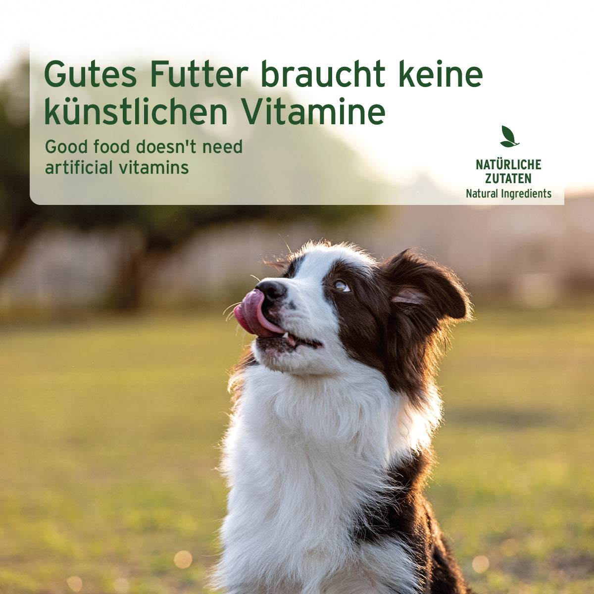 Textbox Hochwertiges Nassfutter für Hunde mit Pferd, Süßkartoffeln und Äpfeln, getreide- und glutenfrei, ideal für sensible Hunde. Darunter ein Hund auf einer Wiese.