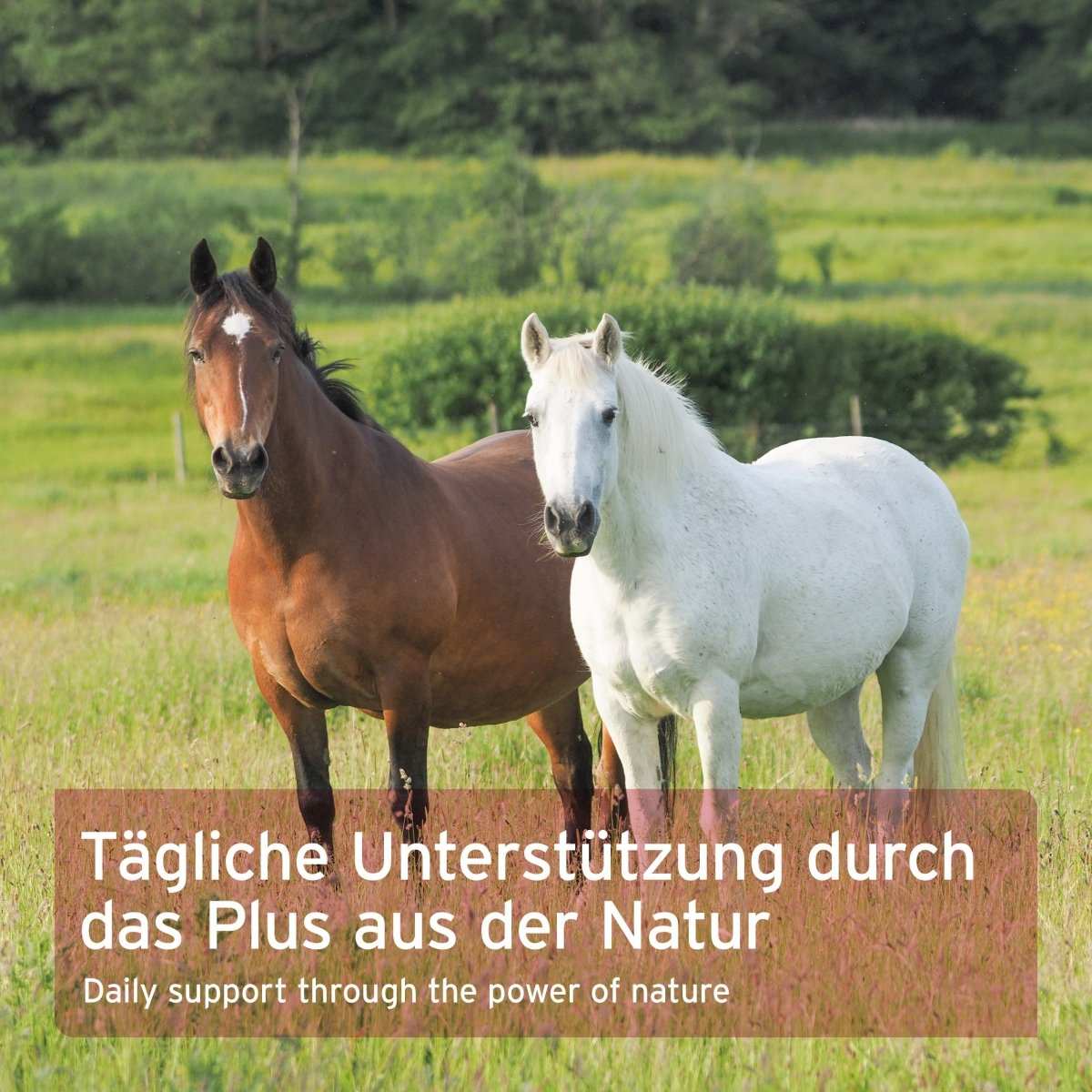 Ägyptische Schwarzkümmelsamen für Pferde in einer grünen Wiese, unterstützt Immunsystem und Darmflora.