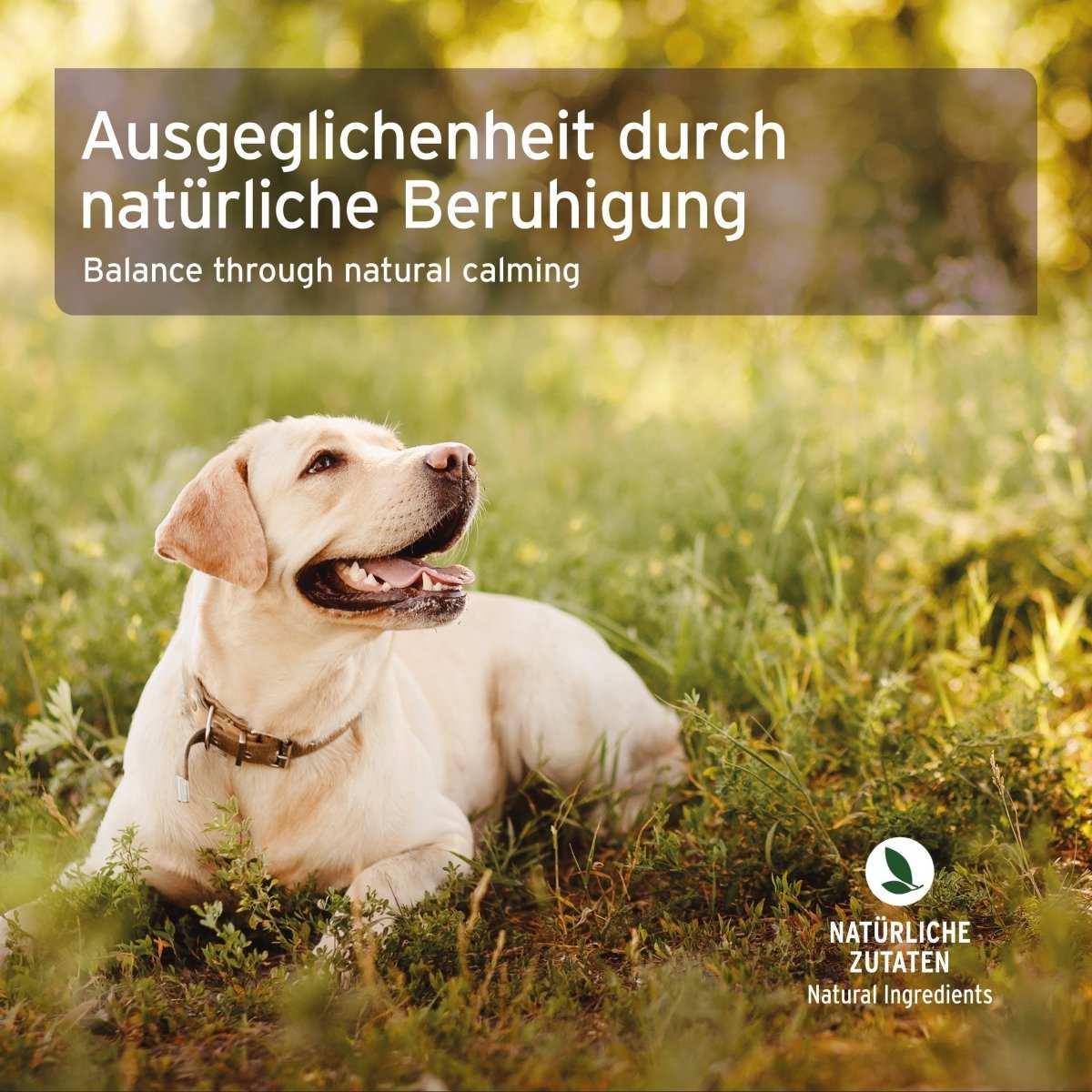 Hund liegend auf Wiese.
