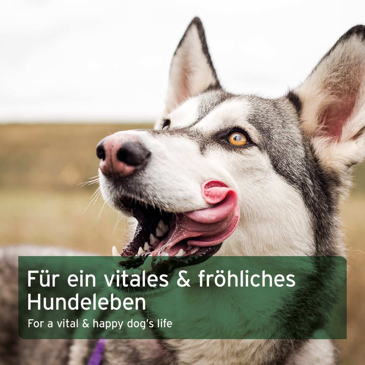 Husky der sich die Schnauze leckt. und Text zu BARF Zusatz Pulver für Hunde, natürliche Rundumversorgung, ausgewogen und artgerecht, hochwertig, vitales Hundeleben.