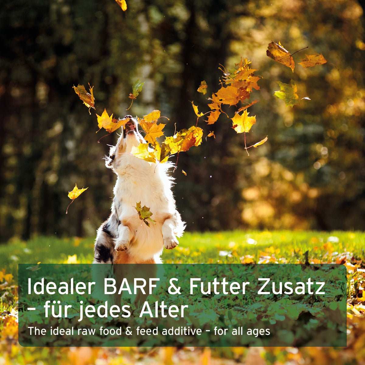 Hund springt im Herbstlaub, Text: "Idealer BARF & Futter Zusatz - für jedes Alter".