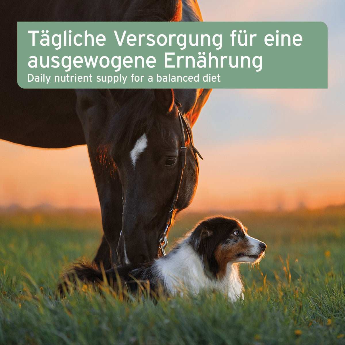 Pferd und Hund auf Wiese.