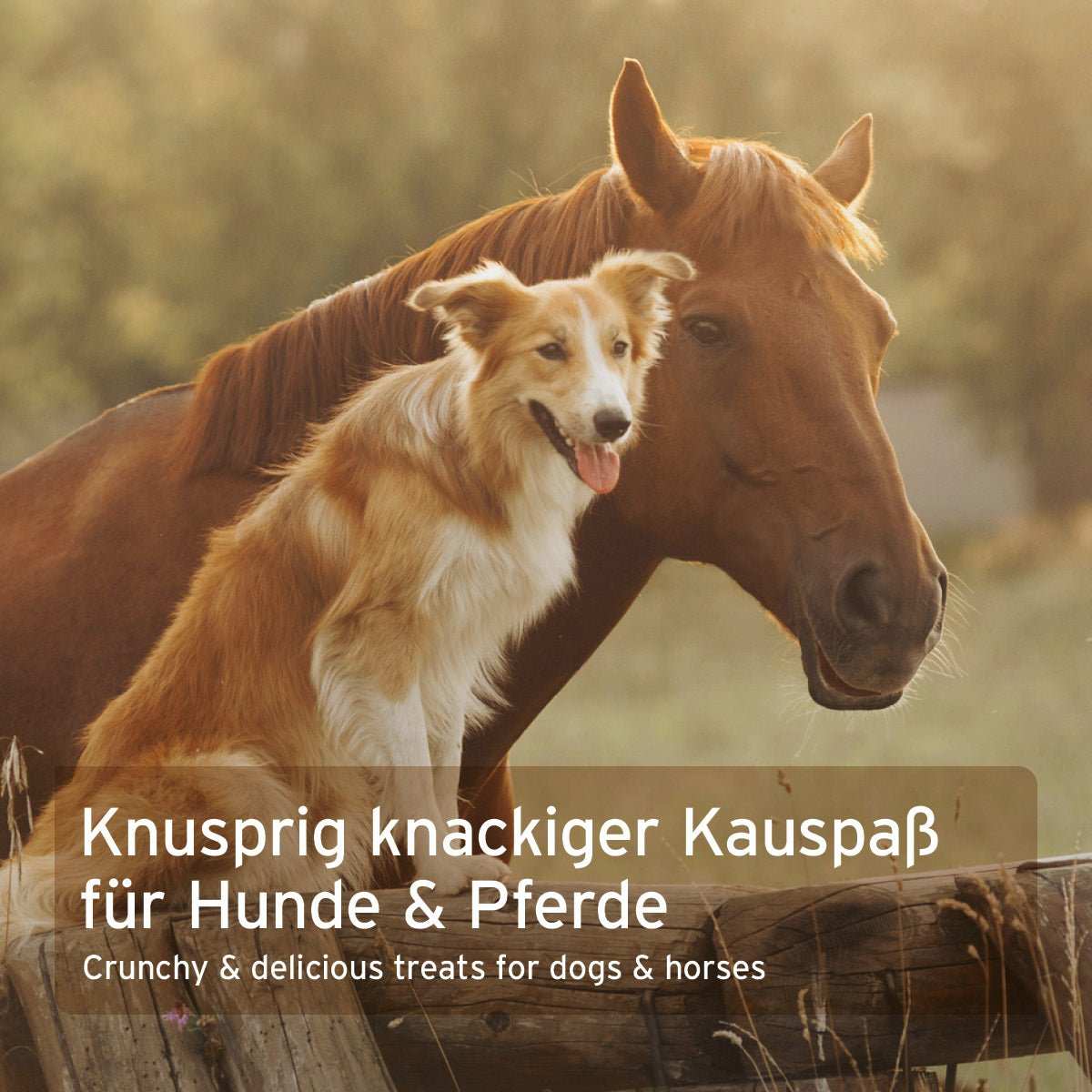 Pferd und Hund auf Weide.