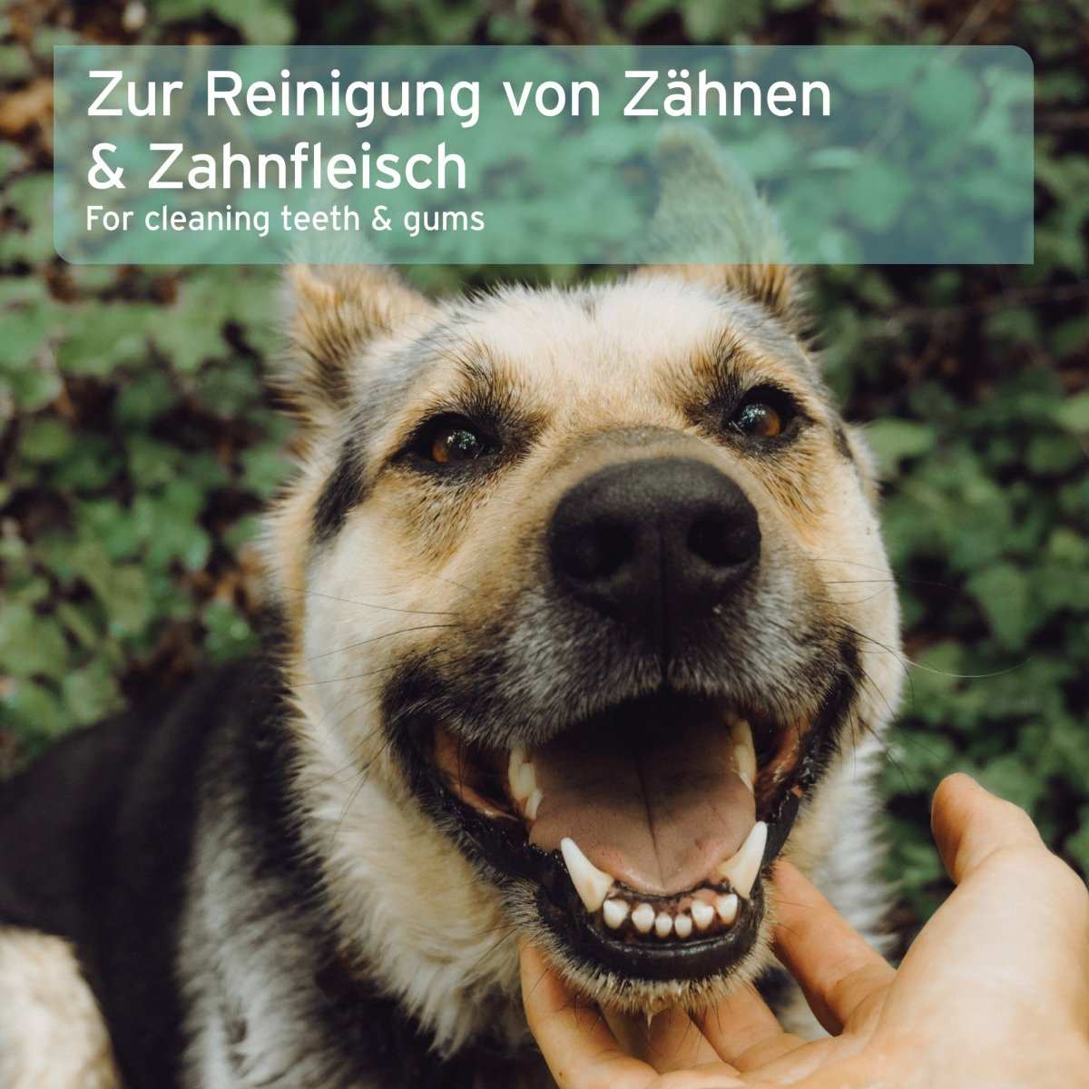 Denta Clean & Care Fingerpads für Hunde, verbesserte Mundhygiene, frischer Atem, einfache Anwendung.