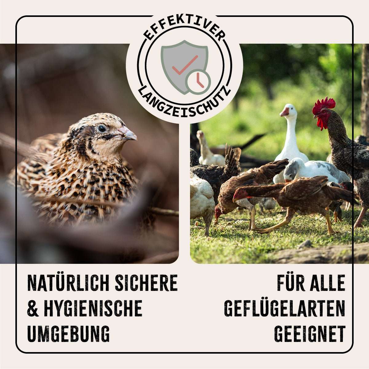 FarmLife Milben & Hygiene-Duo für Stallhygiene und gegen Hühnermilben, flächendeckende Anwendung auf Geflügel, geeignet für alle Geflügelarten.