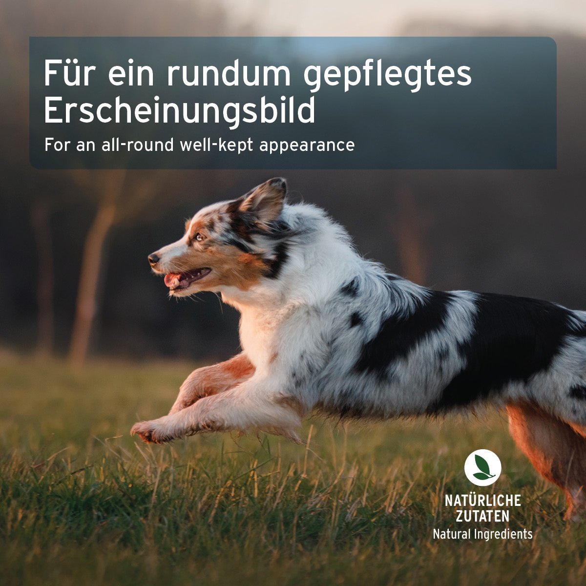 AniForte Hunde Fell & Haut Snacks mit Lammfleisch für glänzendes Fell und gesunde Haut