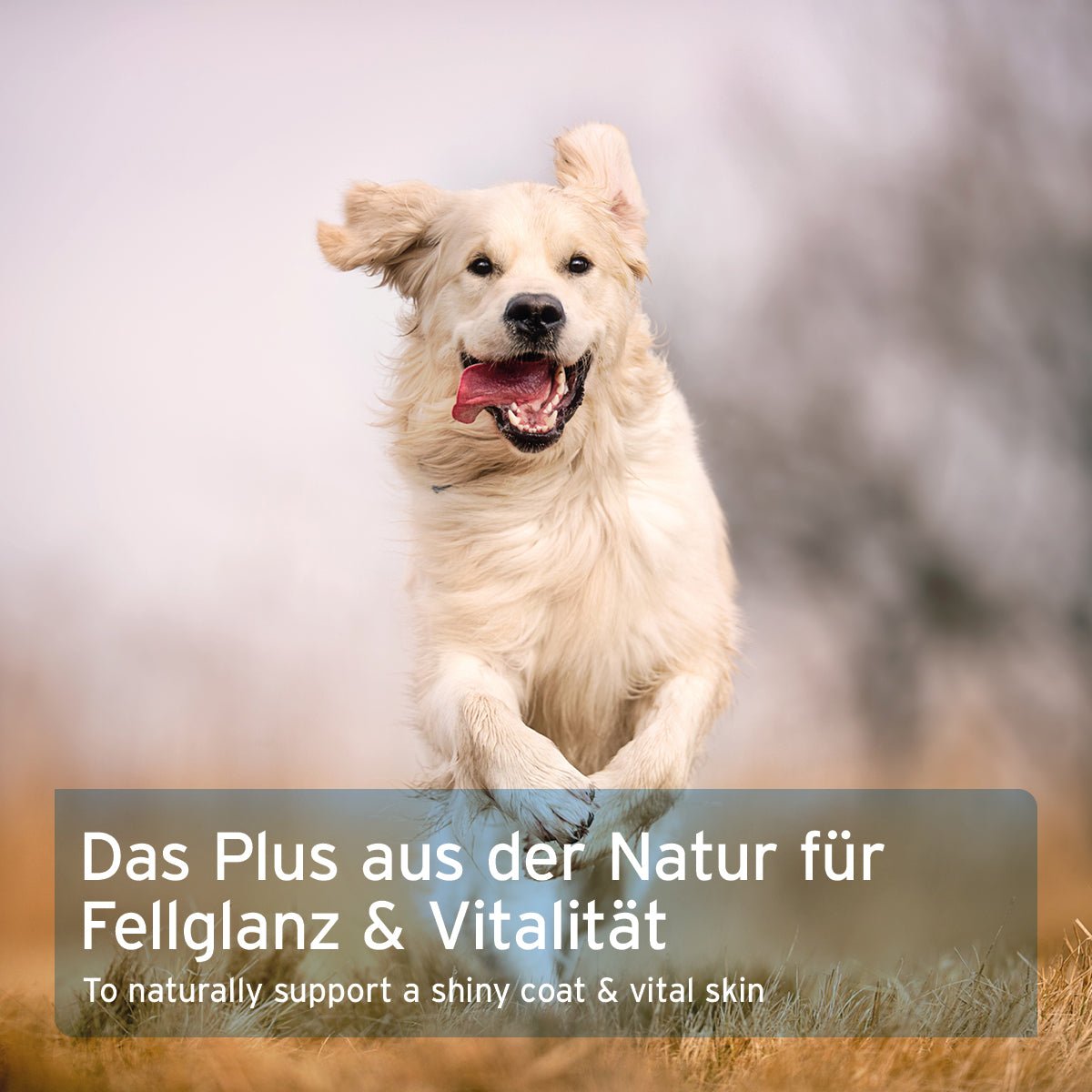 Fellglanz-Set für Hunde mit natürlichen Ölen und Vitalstoffen für glänzendes Fell und gesunde Haut