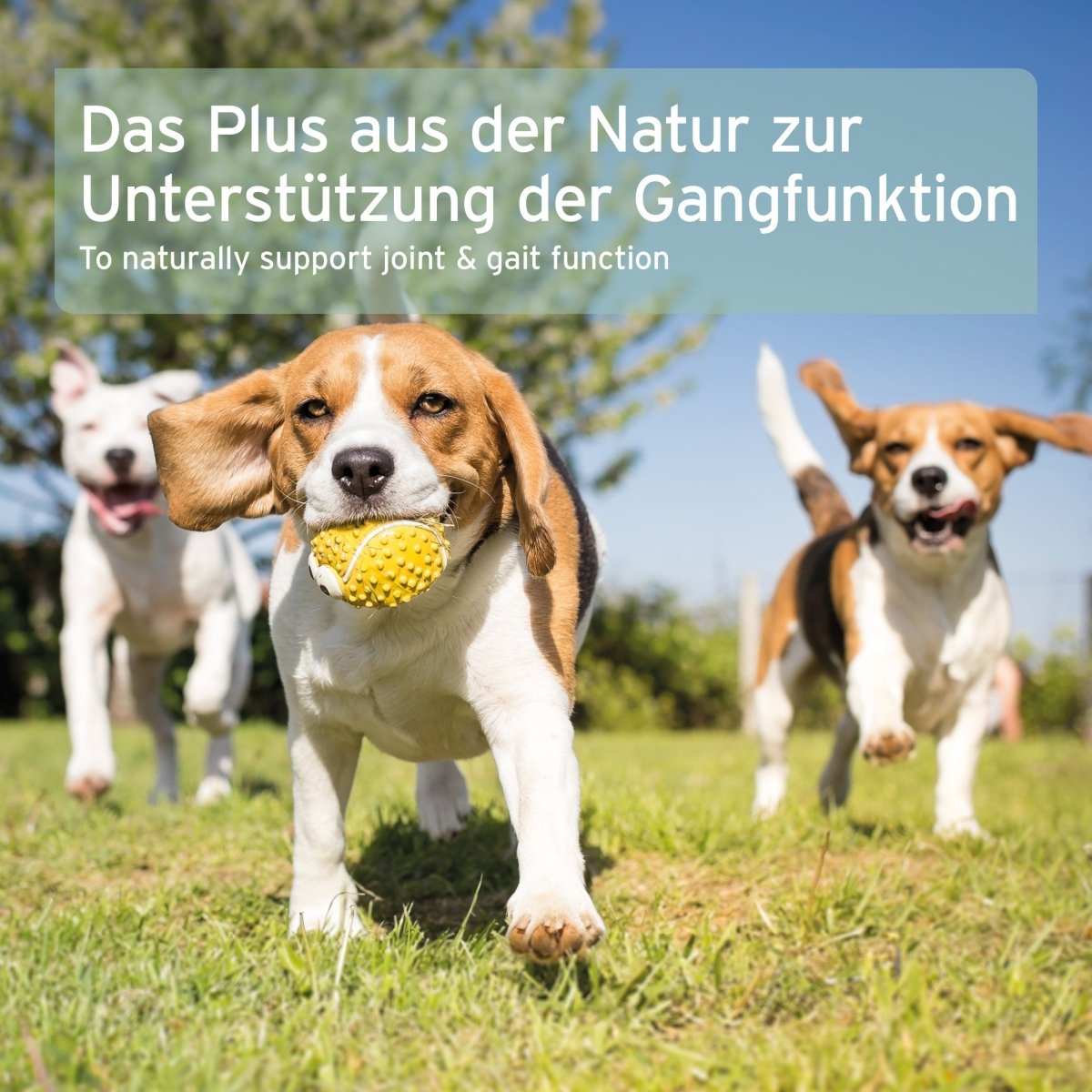 Hunde spielen im Gras; Text über Unterstützung der Gangfunktion durch Grünlippmuschel Kapseln von AniForte.