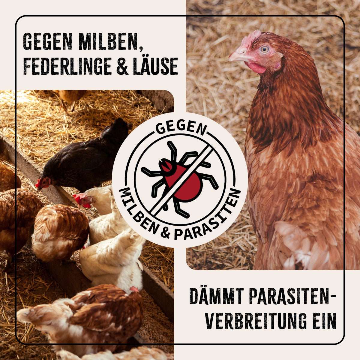 Hühner auf Boden.