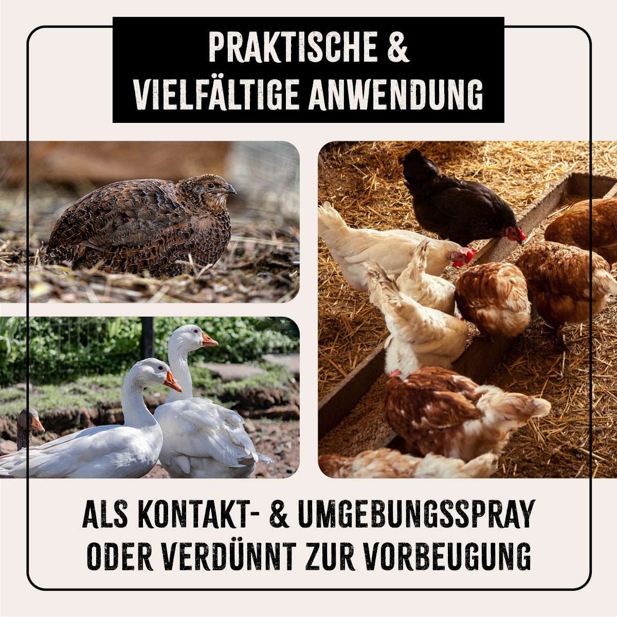 Praktische Anwendung von FarmLife Milben-STOP als Kontakt- und Umgebungsspray bei Geflügel.
