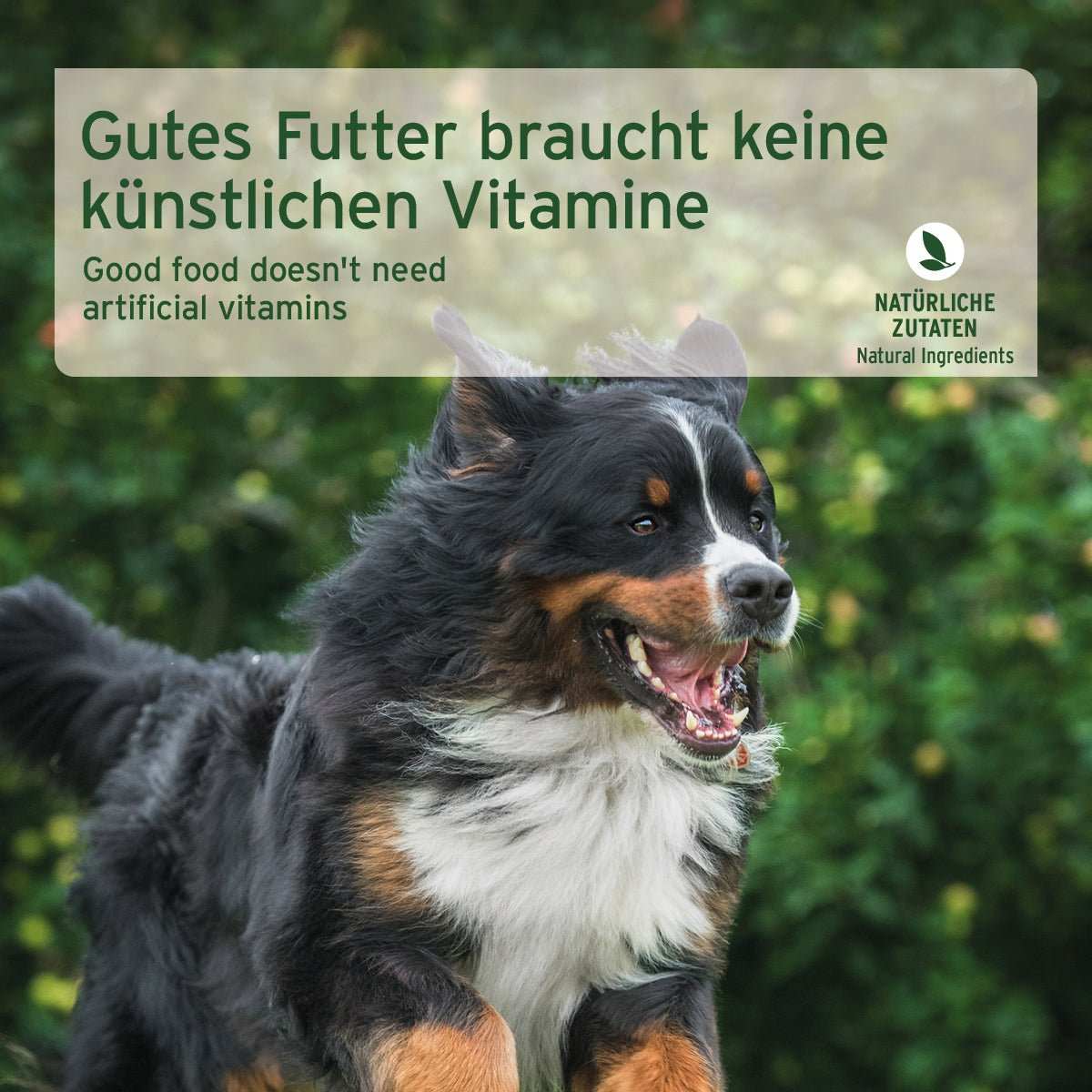 Springender Hund unter Informations-Box für Hundefutter Nassfutter FarmsLamb Lamm mit Kürbis, hochwertig, glutenfrei, natürliche Zutaten.
