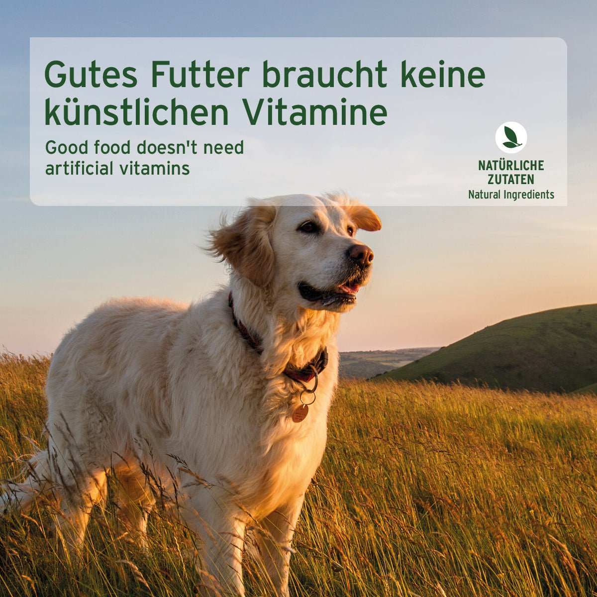 Weißer Hund auf Wiese mit Hügel im Hintergrund.