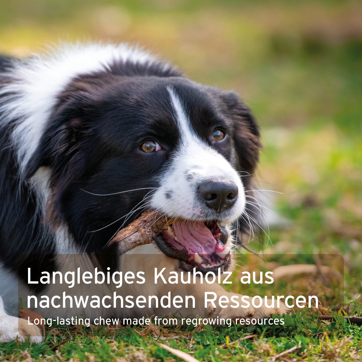 Hund kaut auf langlebigem Olivenholz Kauknochen aus nachhaltiger Herstellung