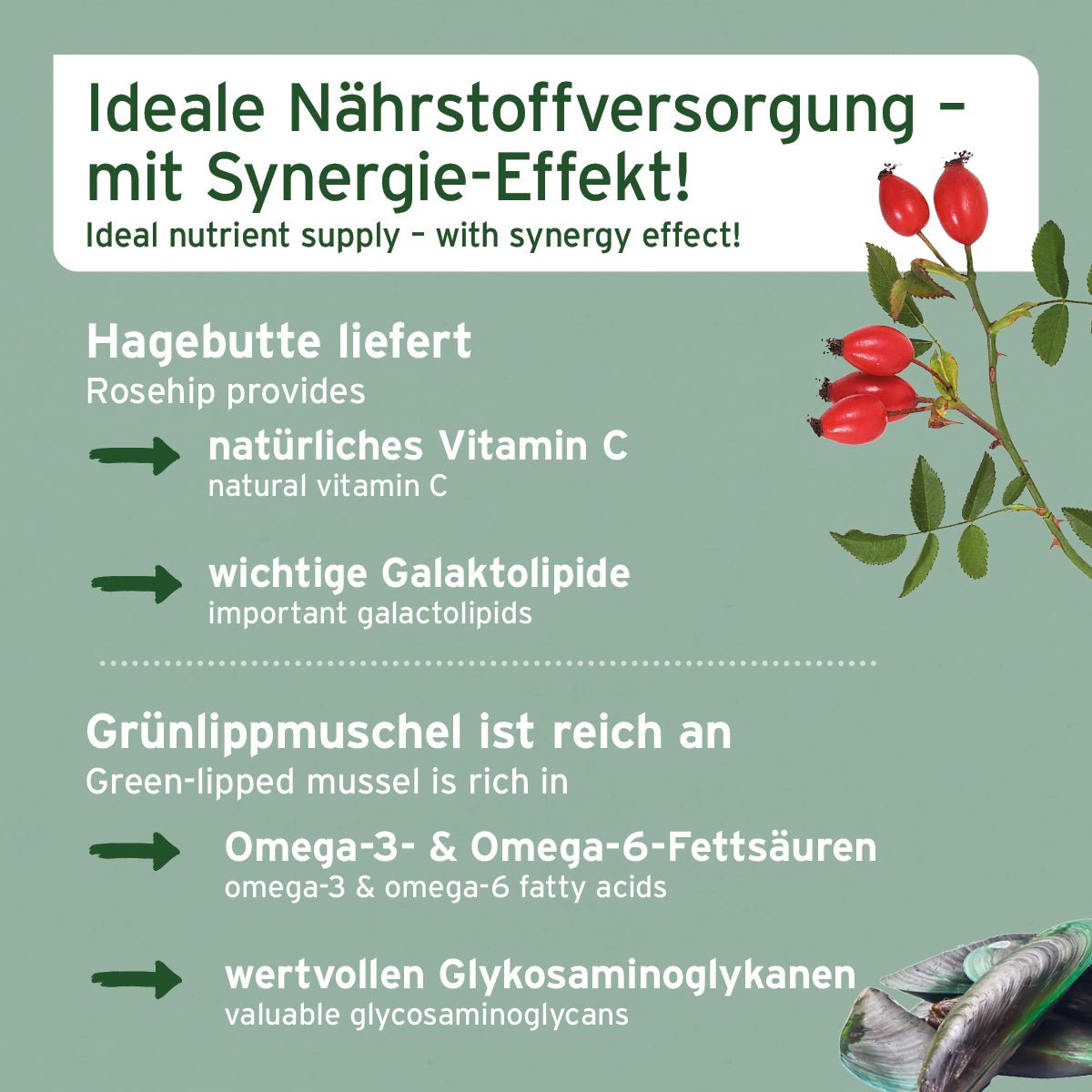 AniForte Gelenke-Set mit Hagebutten- und Grünlippmuschelpulver für starke Gelenke bei Hunden und Katzen