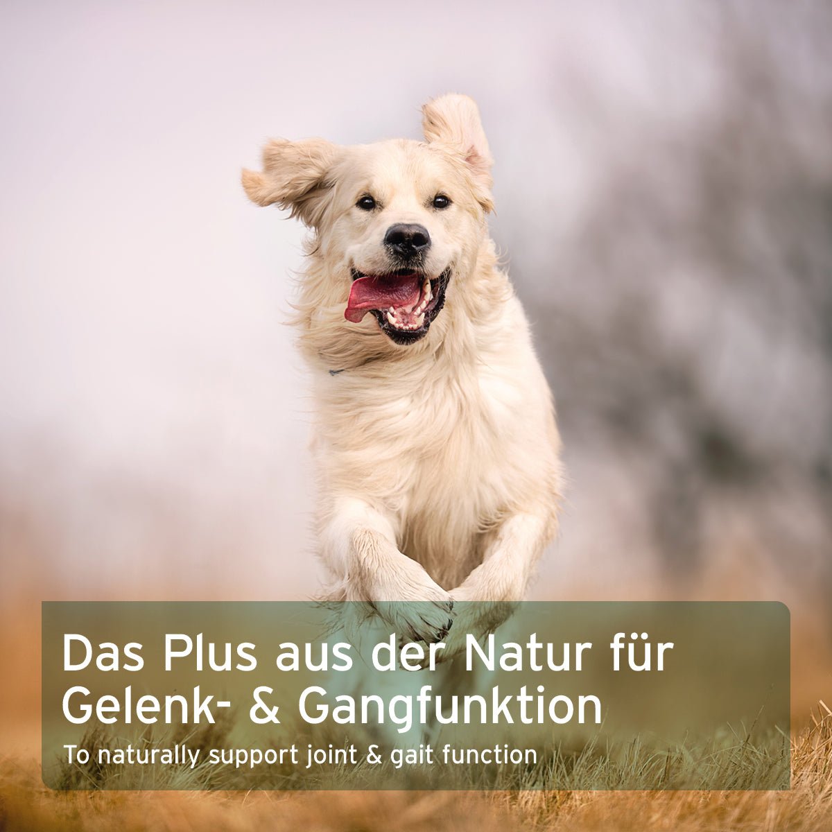 AniForte Gelenke-Set mit Hagebutten- und Grünlippmuschelpulver für starke Gelenke bei Hunden und Katzen