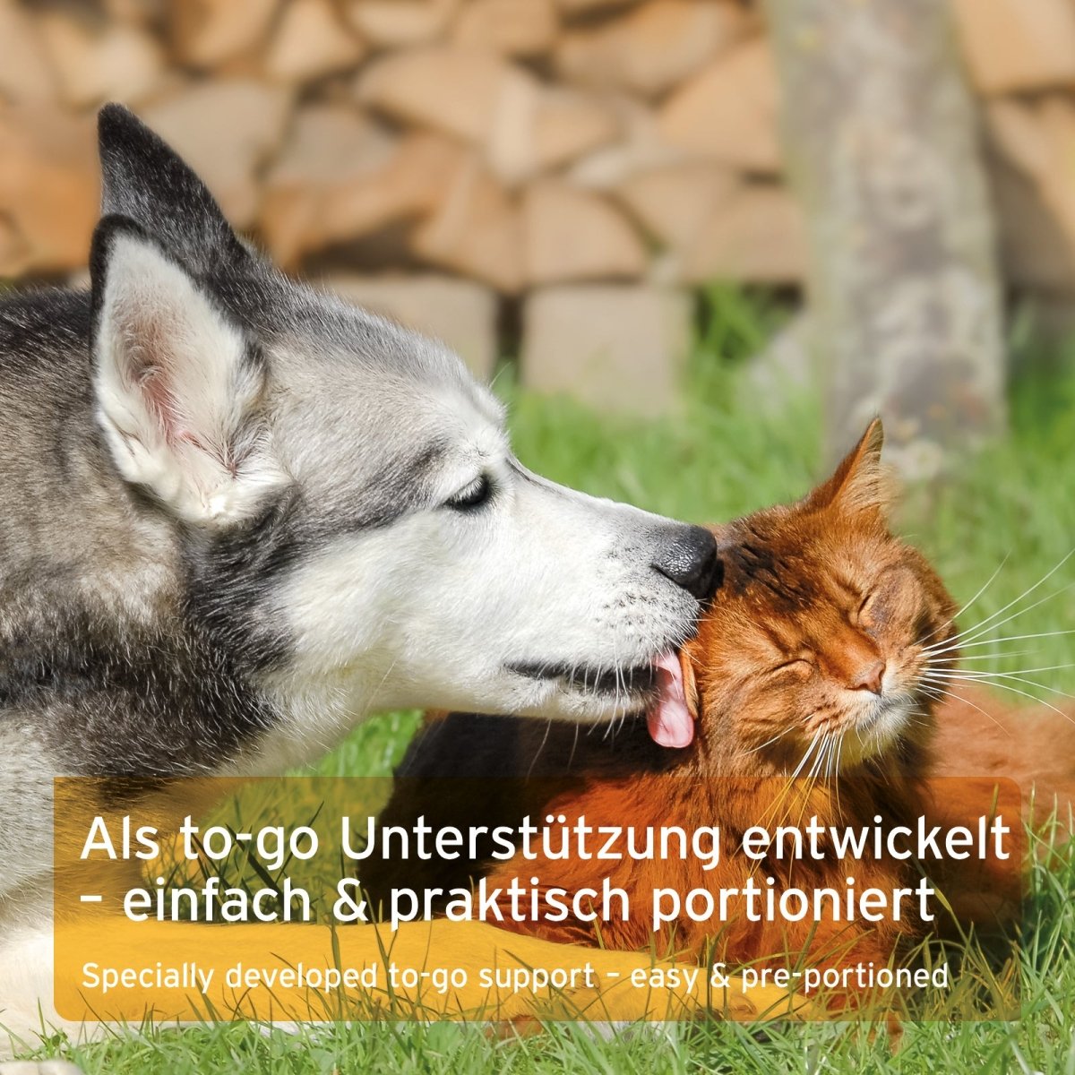 AniForte® Ulmenrinde Liquid – natürliche Magen-Darm-Hilfe für Hunde und Katzen in praktischer to-go-Form