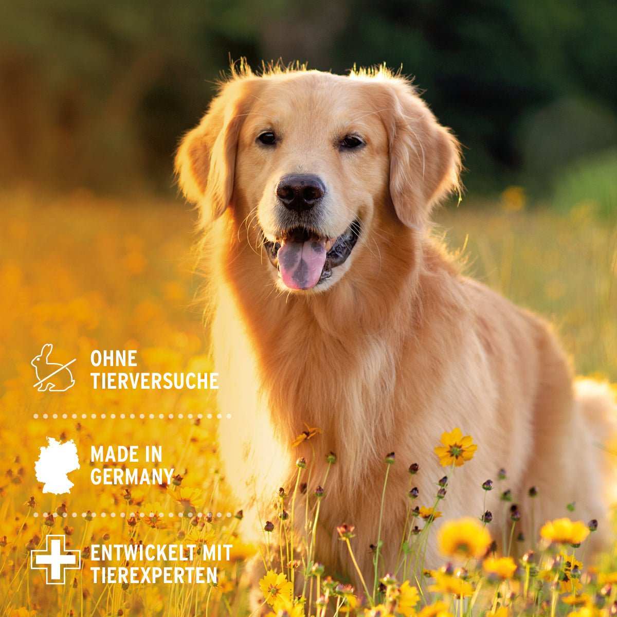 Sitzender Hund auf Wiese im Sonnenschein.