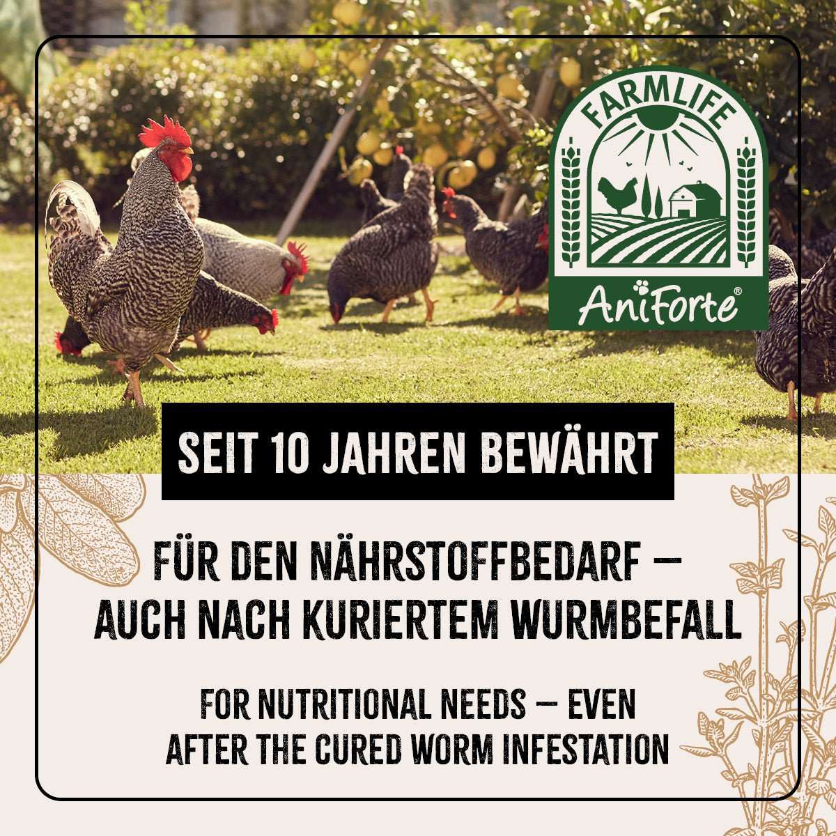 Hühner auf einer Wiese.