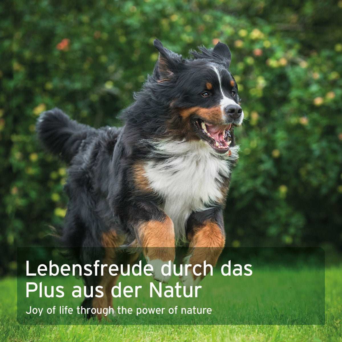 Hund läuft fröhlich über Rasen, begleitet von Text zu WermiX Pulver zur Unterstützung nach Wurmbefall.