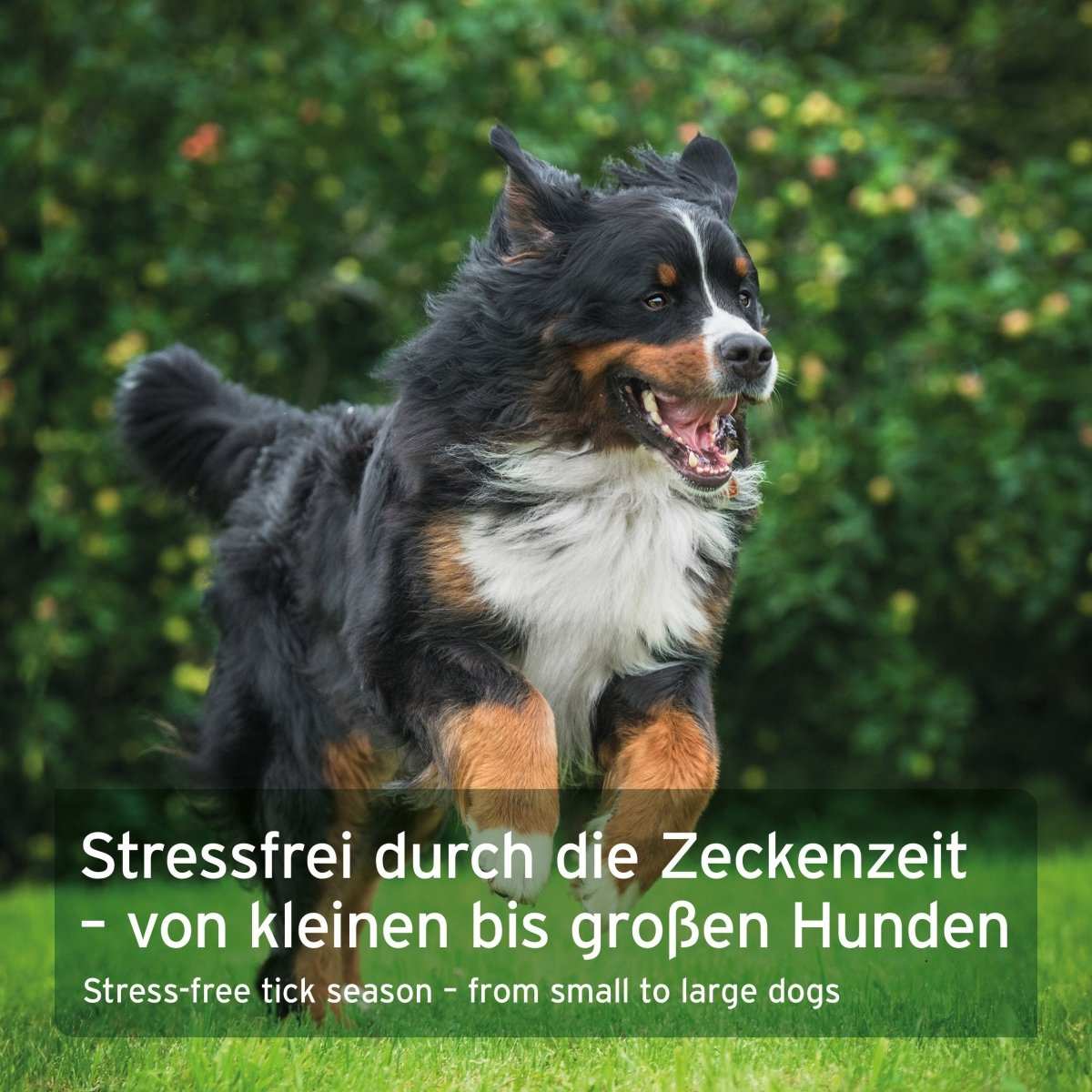 ZeckenSchild Kapseln für Hunde im Freien, unterstützt natürlichen Schutz vor Zecken.