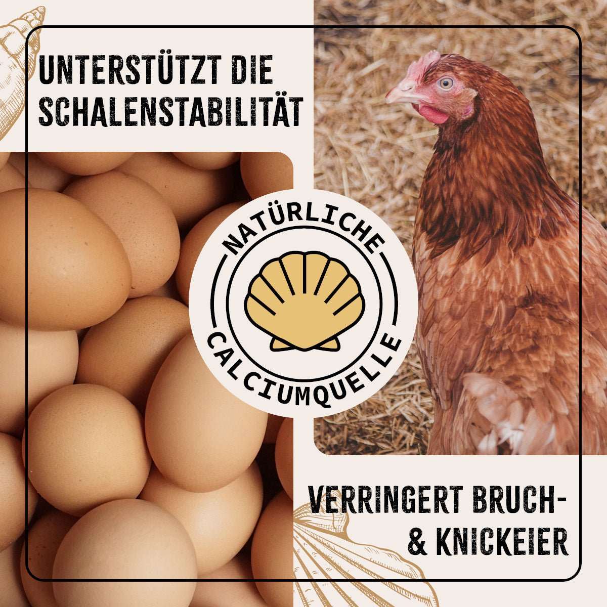 Hühner und Eier.