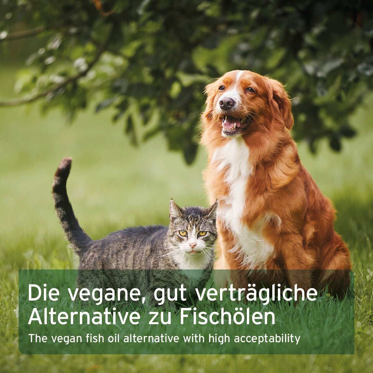 Infobox zu Algenöl für Tiere, vegane Alternative, hohe Omega-3-Fettsäuren, Hunde, Katzen, Pferde, Fischallergie-kompatibel. Darüber eine Abbildung von einem Hund und einer Katze auf einer Wiese. 
