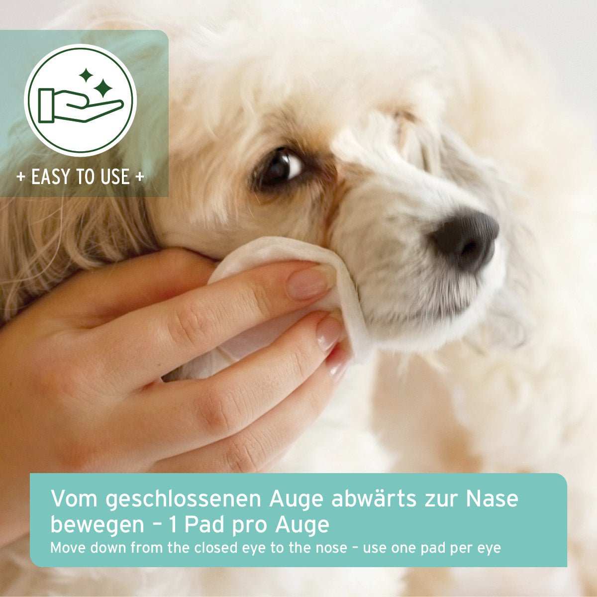 Hund dem die Augen mit Augen-Reinigungspads gereinigt werden. 
