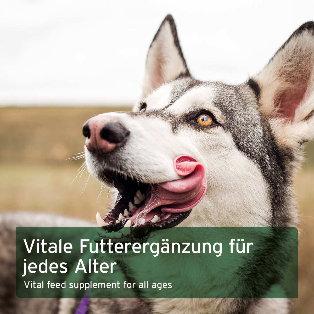 Husky in der Natur mit überlagertem Text "Vitale Futterergänzung für jedes Alter", BARF
