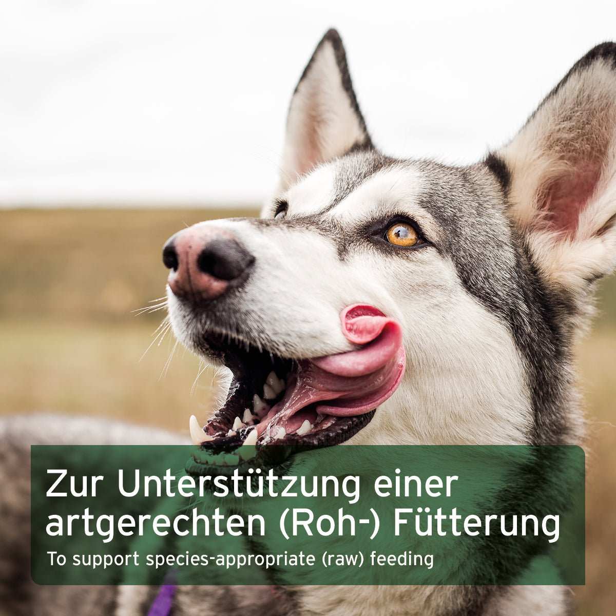 Hund leckt sich die Schnauze, Text: Unterstützung artgerechter Fütterung.
