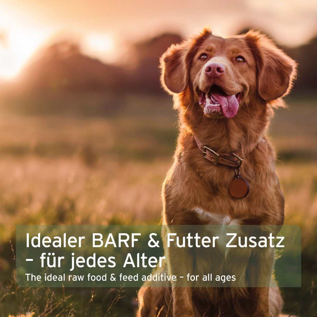 Bio BARF-Püree „Fenchel & Mango“ für Hunde, hochwertiger Obst-Gemüse-Mix, natürliche Vitamine, Bio-Qualität.