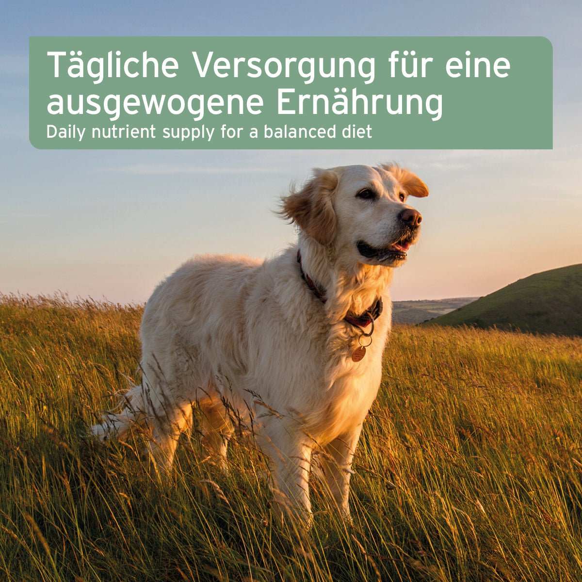 Bio Hanföl für Hunde auf einer grünen Wiese bei Sonnenuntergang, mit Fokus auf ausgeglichene Ernährung und Fellgesundheit.