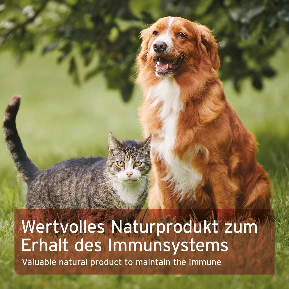 Hund und Katze auf Wiese. 