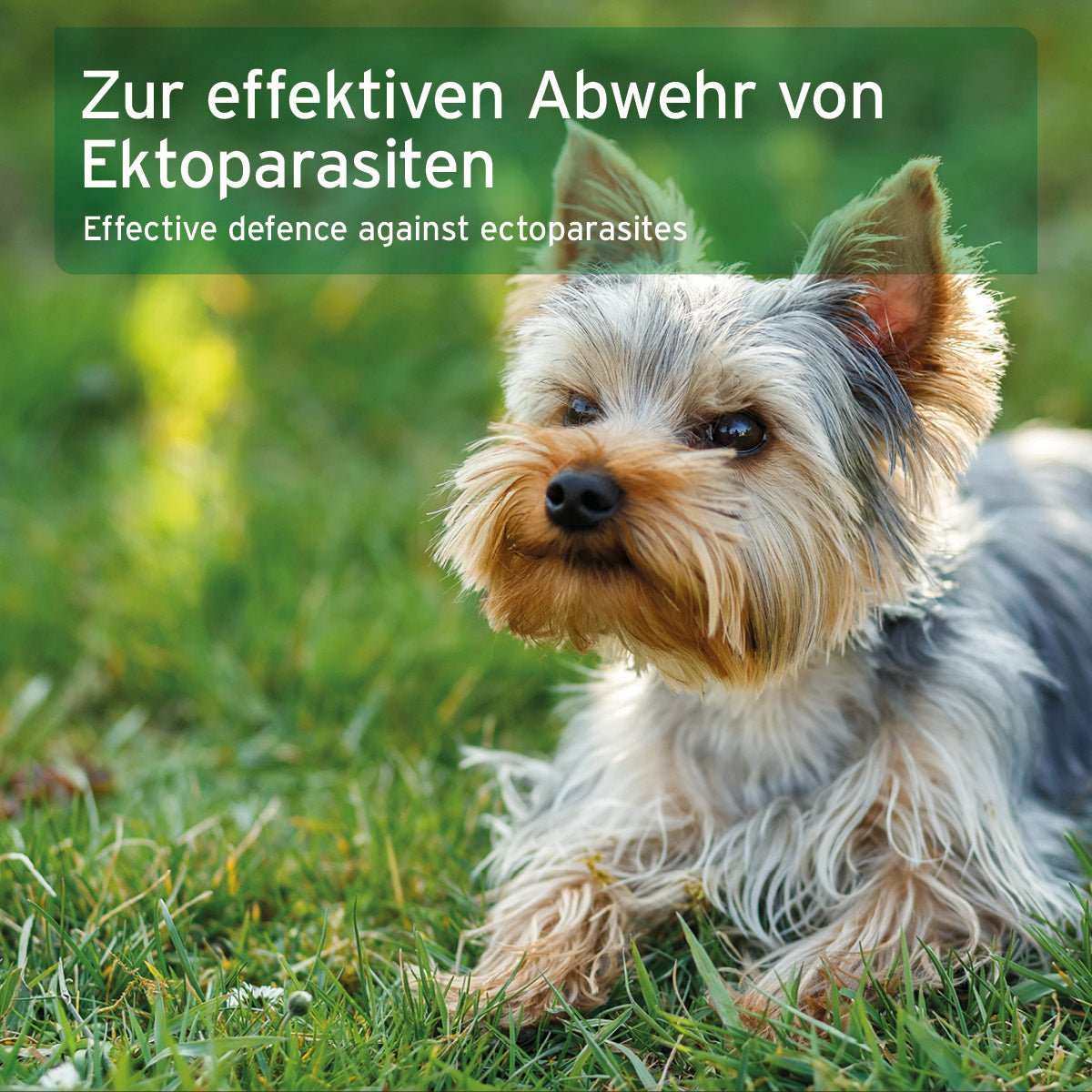 Hund im Gras mit Text über effektive Abwehr von Ektoparasiten. 