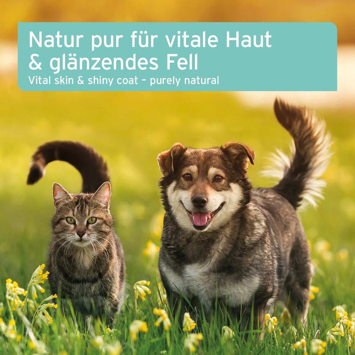 Türkise Infobox zu Fellharmonie Futteröl für Hunde und Katzen, reich an Omega-3 und Omega-6 Fettsäuren für glänzendes Fell und vitale Haut. Darunter Hund und Katze auf Wiese. 