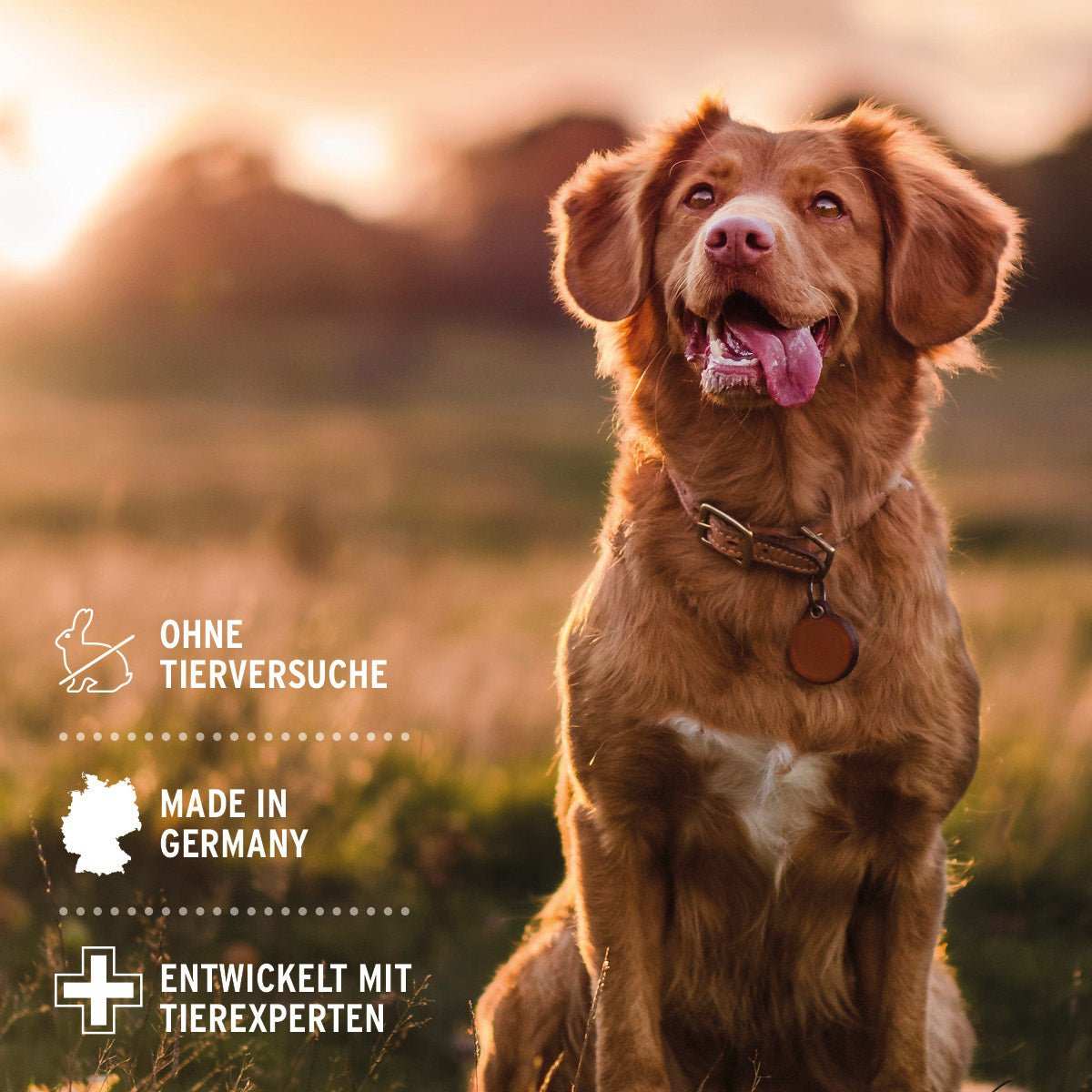 Hund im Sonnenuntergang, beworbenes Fellharmonie Pflegespray Sensitiv, Highlights: ohne Tierversuche, Made in Germany, entwickelt mit Tierexperten.