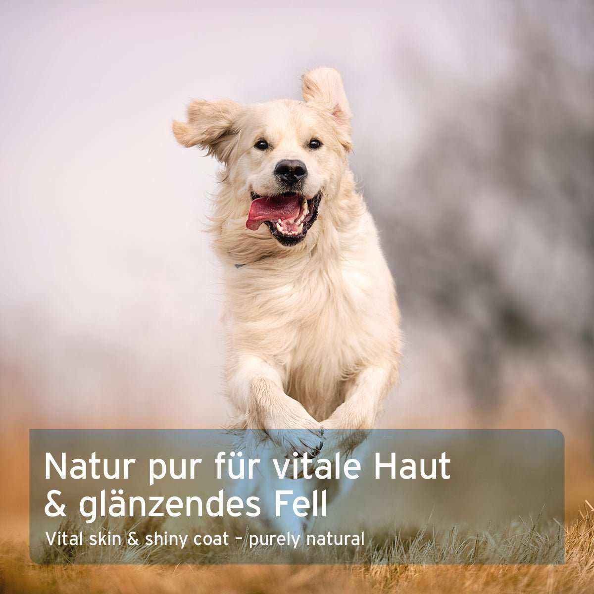 Hund mit glänzendem Fell läuft fröhlich, beworben als natürliches Ergänzungsfuttermittel AniForte Fellharmonie Vitalpulver für Haut- und Fellgesundheit.