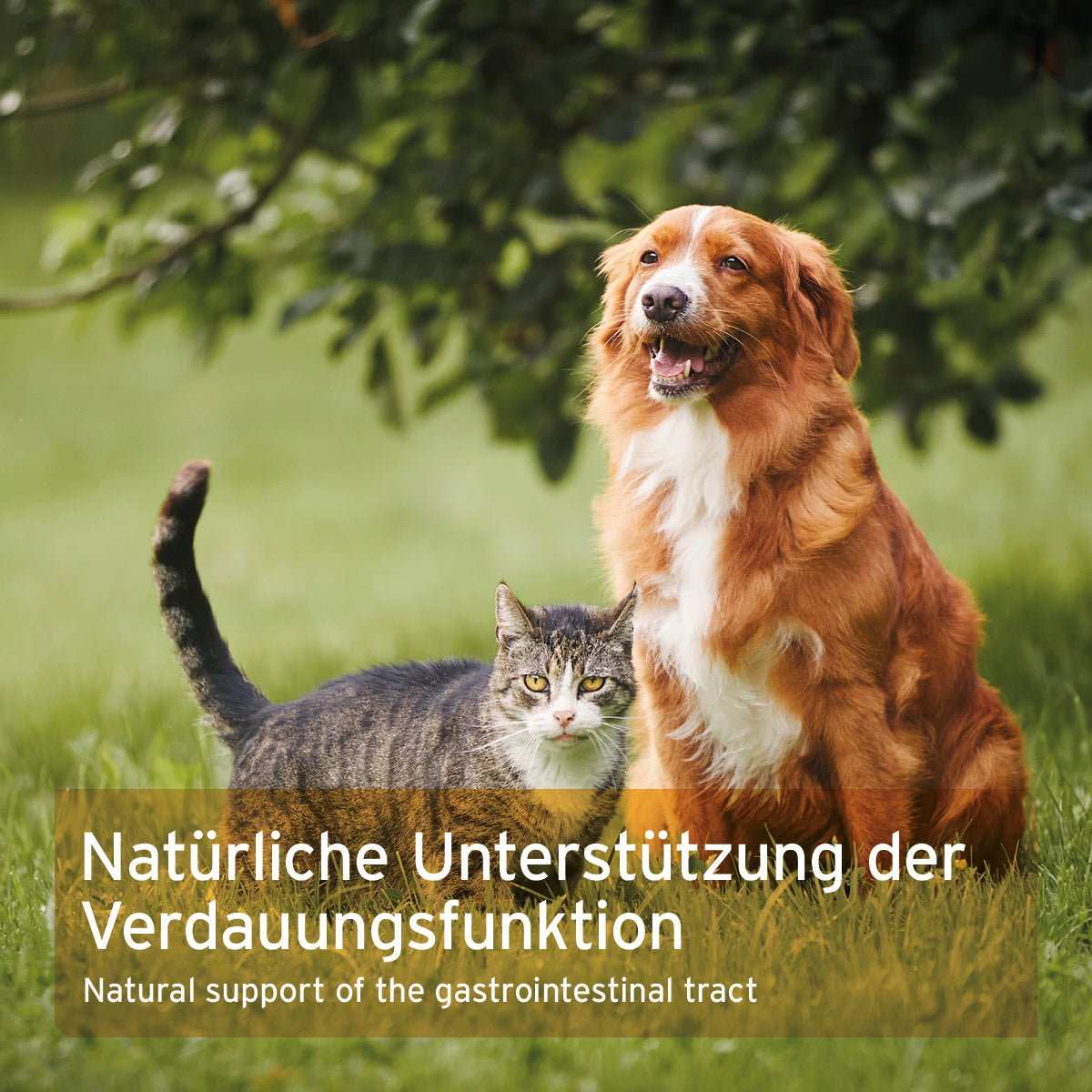 Hund und Katze auf Feld. 