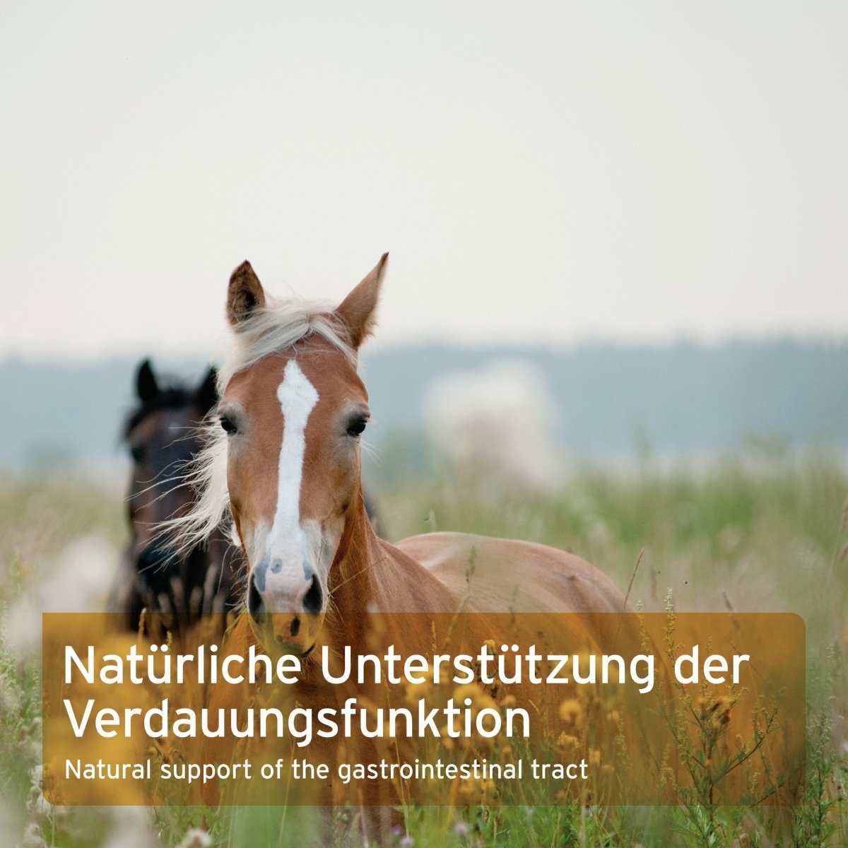Zwei Pferde auf Weide. 