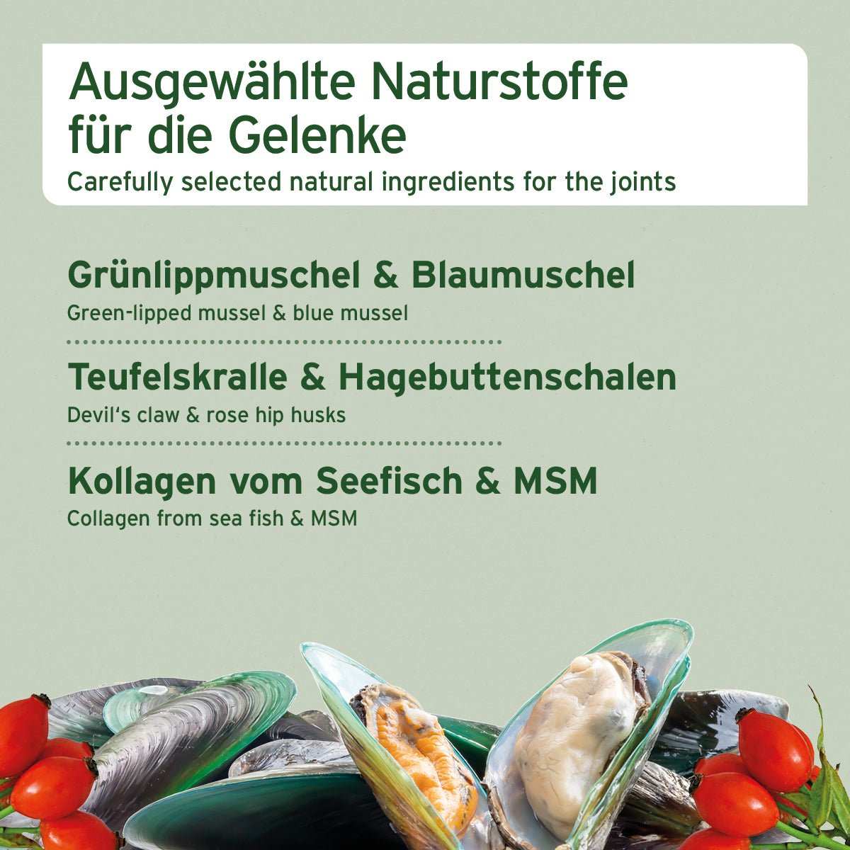 Natürliche Inhaltsstoffe für Hunde-Gelenkgesundheit: Grünlippmuschel, Teufelskralle, Hagebutten, Fischkollagen, MSM auf grünem Hintergrund. 
