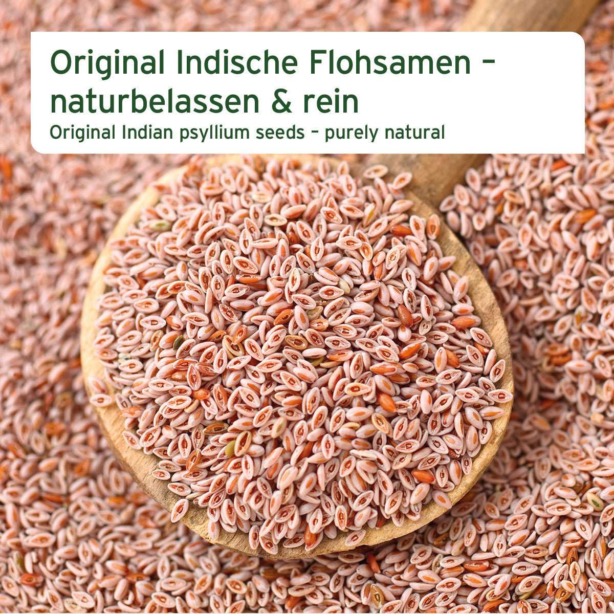 Indische Flohsamen auf einem Holzlöffel, roh und naturbelassen, unterstützen die normale Verdauung von Hunden, Katzen und Pferden.