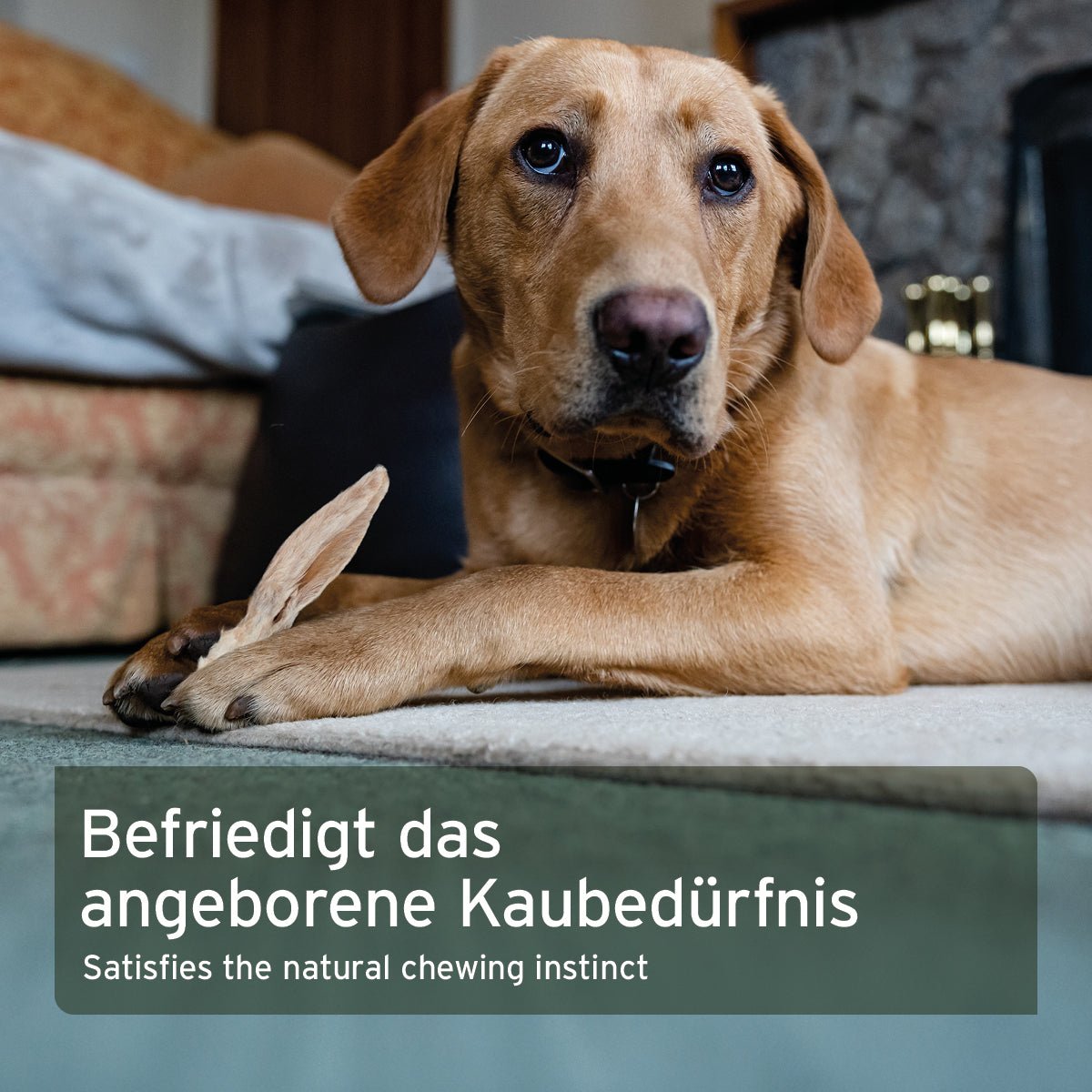 Kaninchenohren mit Fell natürlicher Hundekausnack ohne Zusatzstoffe