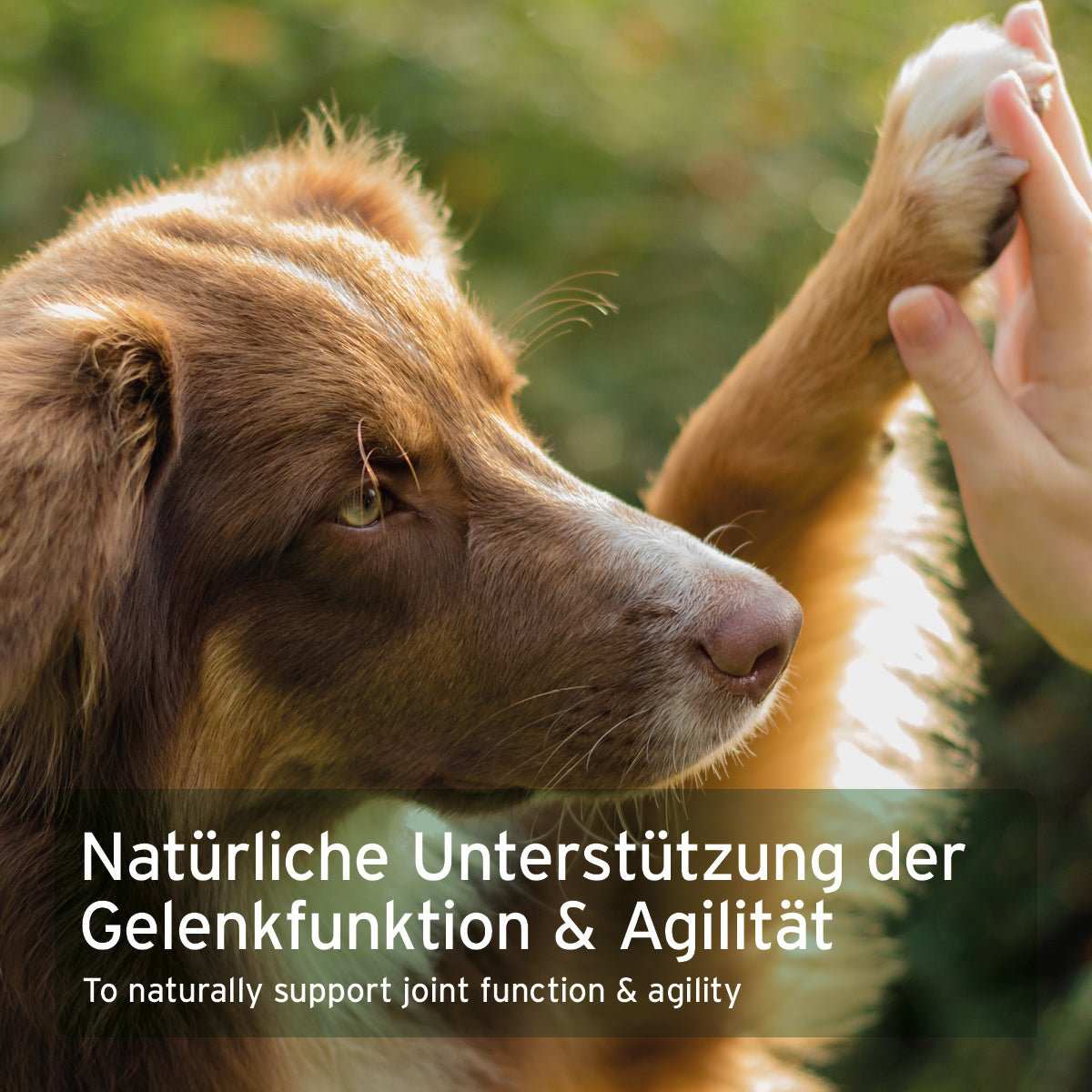 Hund in Nahaufnahme. 