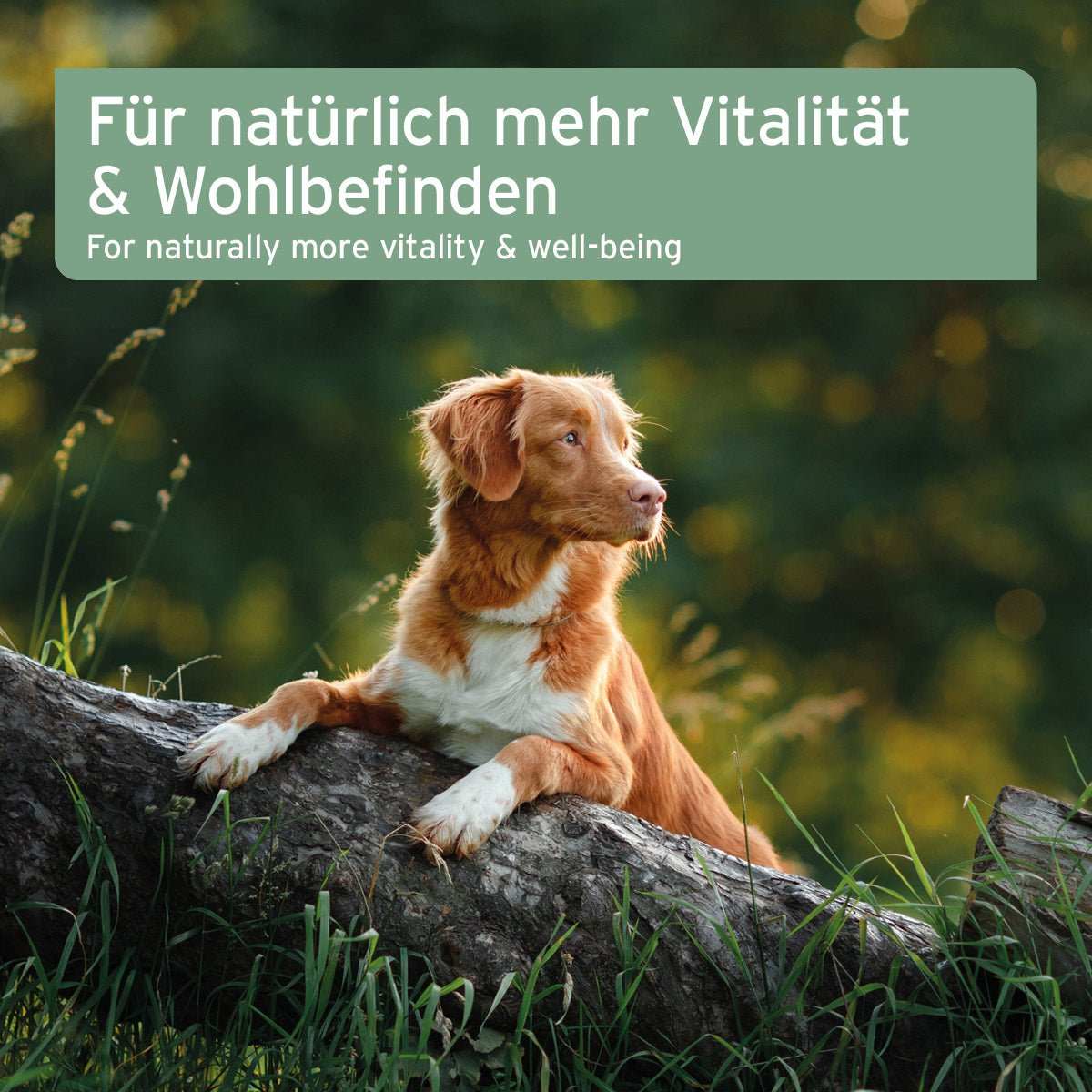 Lebertran für Hunde auf Baumstamm liegend in natürlicher Umgebung.