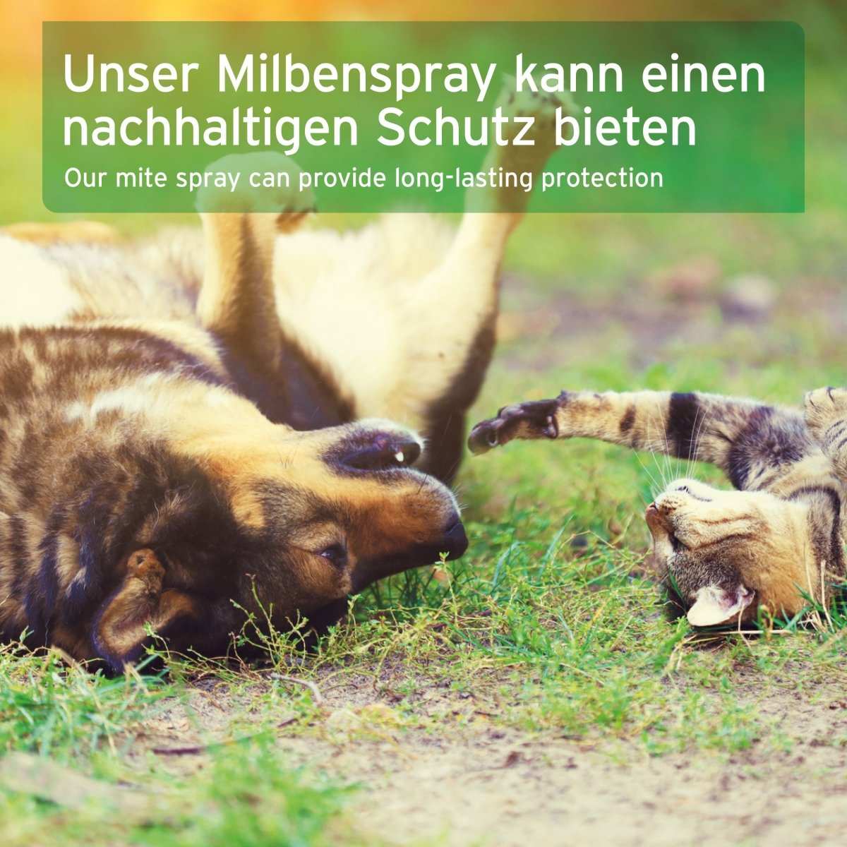 Hund und Katze liegen auf dem Rücken auf einer Wiese. 