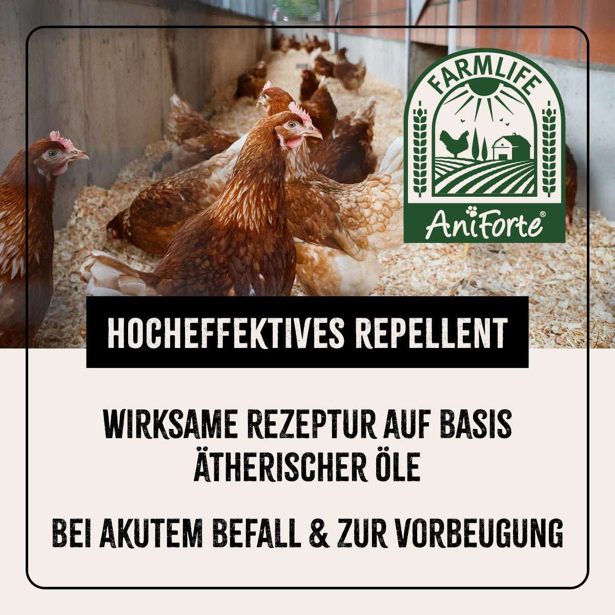 Hühner im Stall mit AniForte FarmLife Milben-STOP Spray gegen Milben und Parasiten; effektive ätherische Öle für akuten Befall und Vorbeugung.