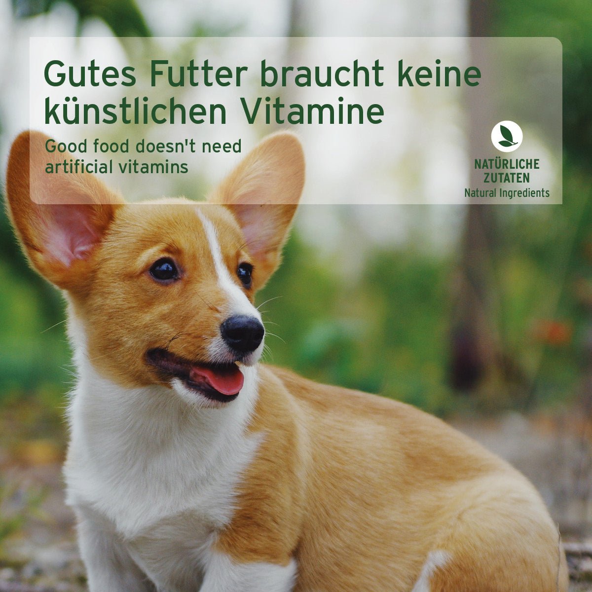 AniForte Pure Nature Nassfutter JuniorMenue Huhn mit Möhren, getreidefrei, glutenfrei, hochwertiges Welpenfutter aus Deutschland