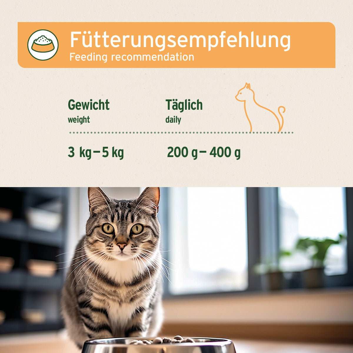 Fütterungsempfehlung und Katze vor Fenstern. 